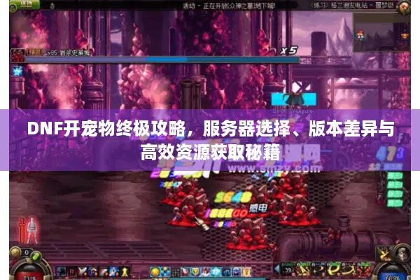DNF开宠物终极攻略，服务器选择、版本差异与高效资源获取秘籍